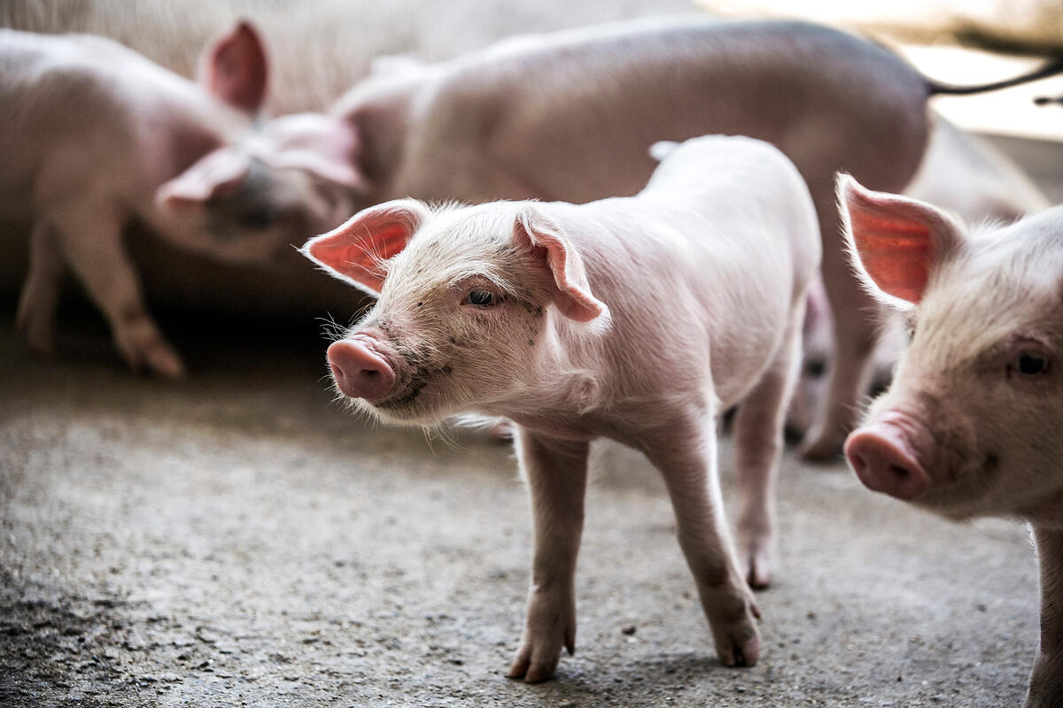 Agriculture Ministry urges farmers to take precautions against African swine fever
