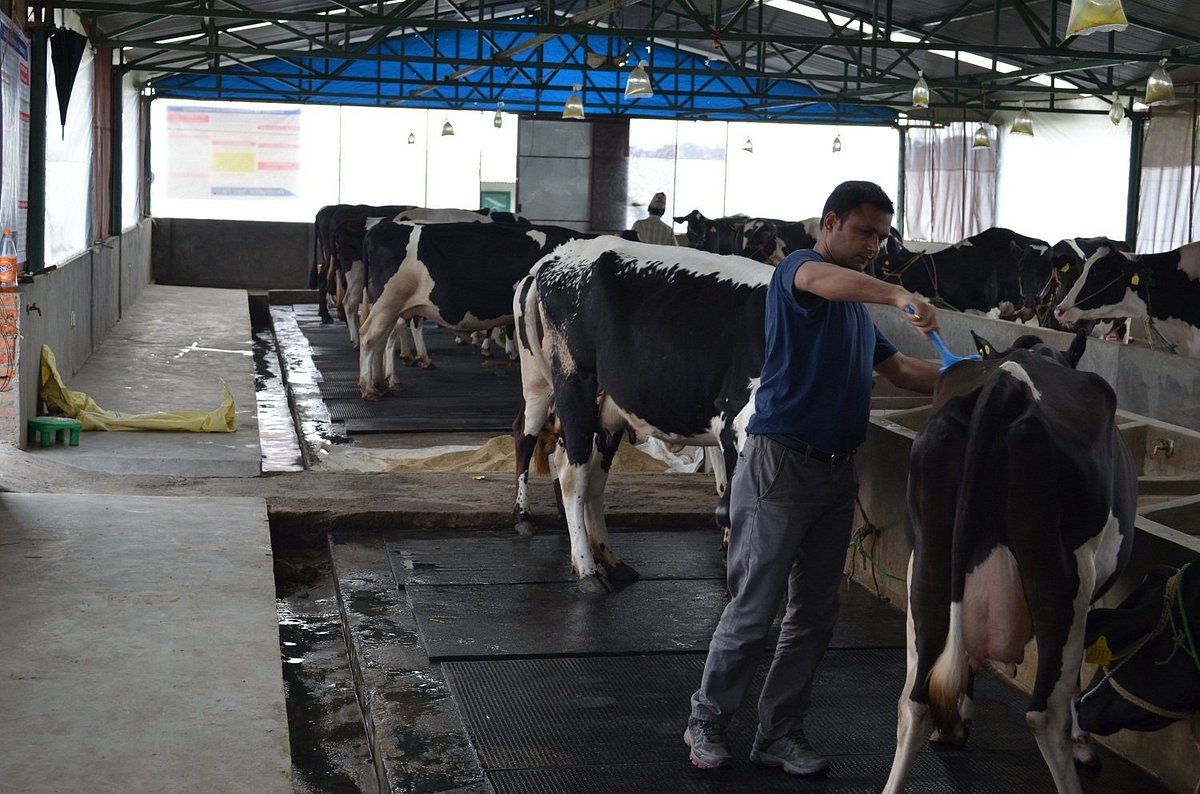Cow from Kamana Agriculture Farm adjudged best in cow show