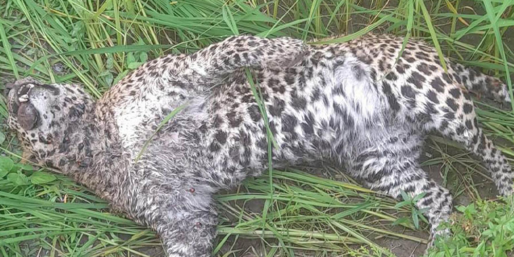 Leopard found dead