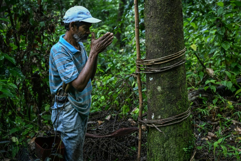 Sri Lanka’s palm-sap tappers ride UNESCO boost