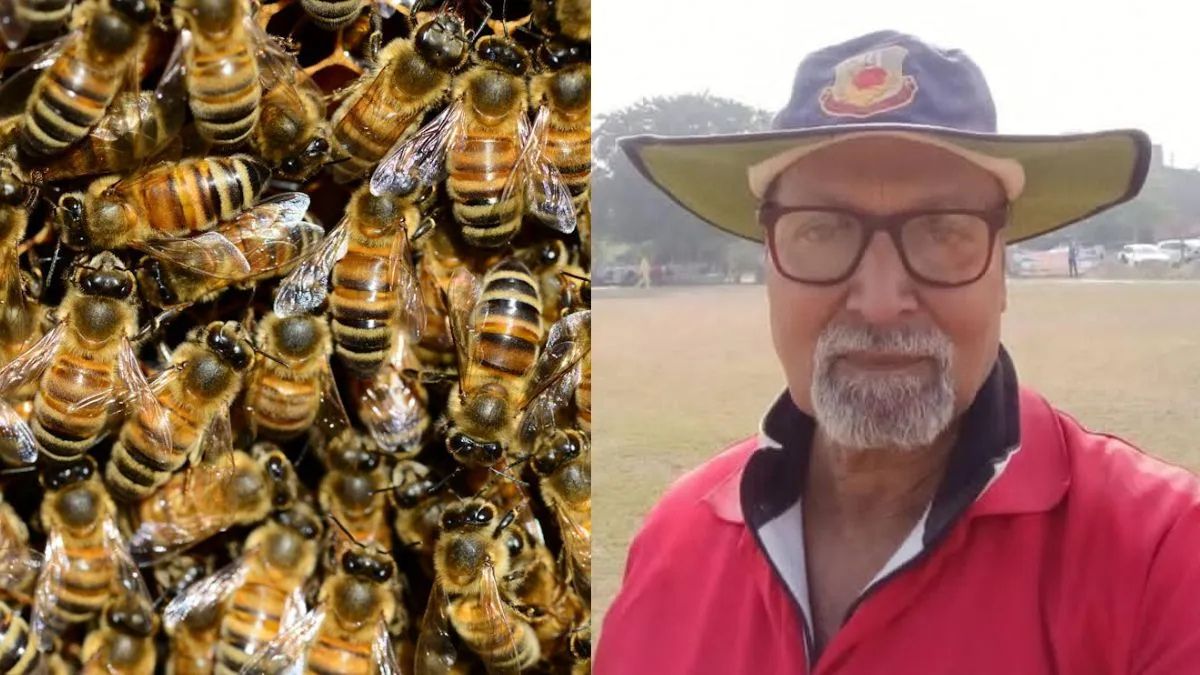 Cricket umpire dies in wasp attack during match