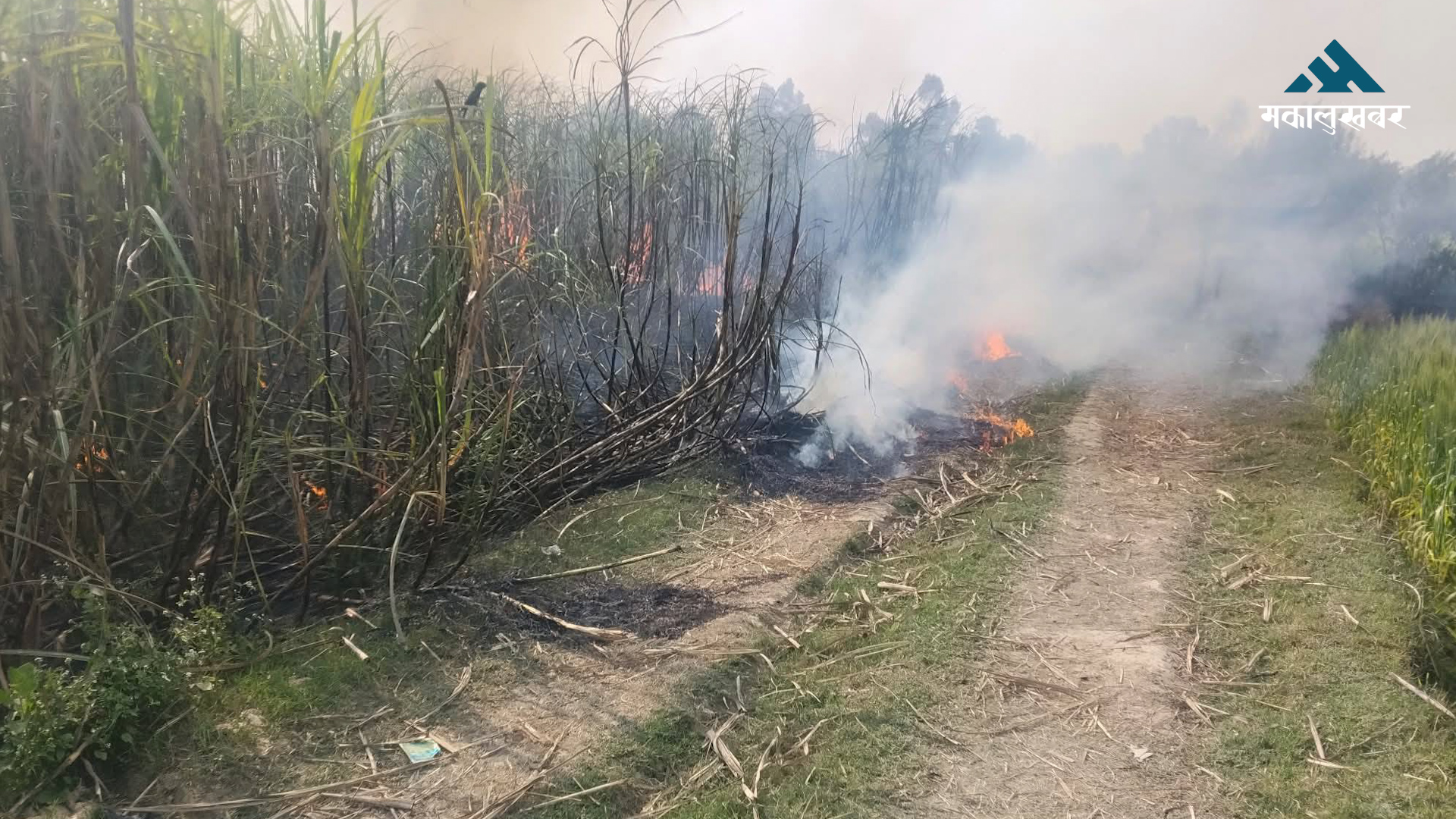 Fire ravages sugarcane field, losses worth 10M