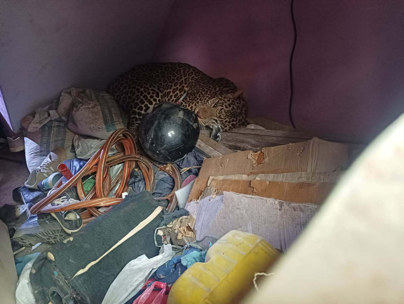 Leopard rescued from house, injures 2 locals