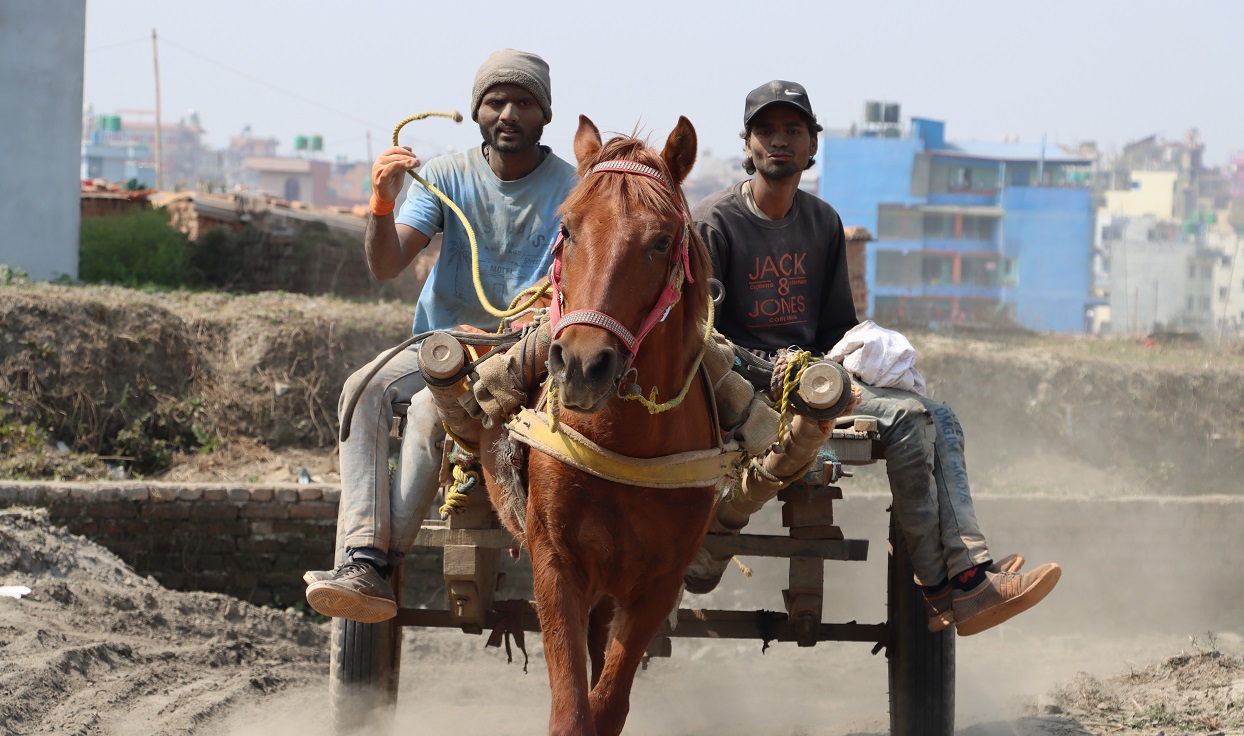 Brick Kiln laborers & their mules: Lives of hard work, dust, and neglect (photos)