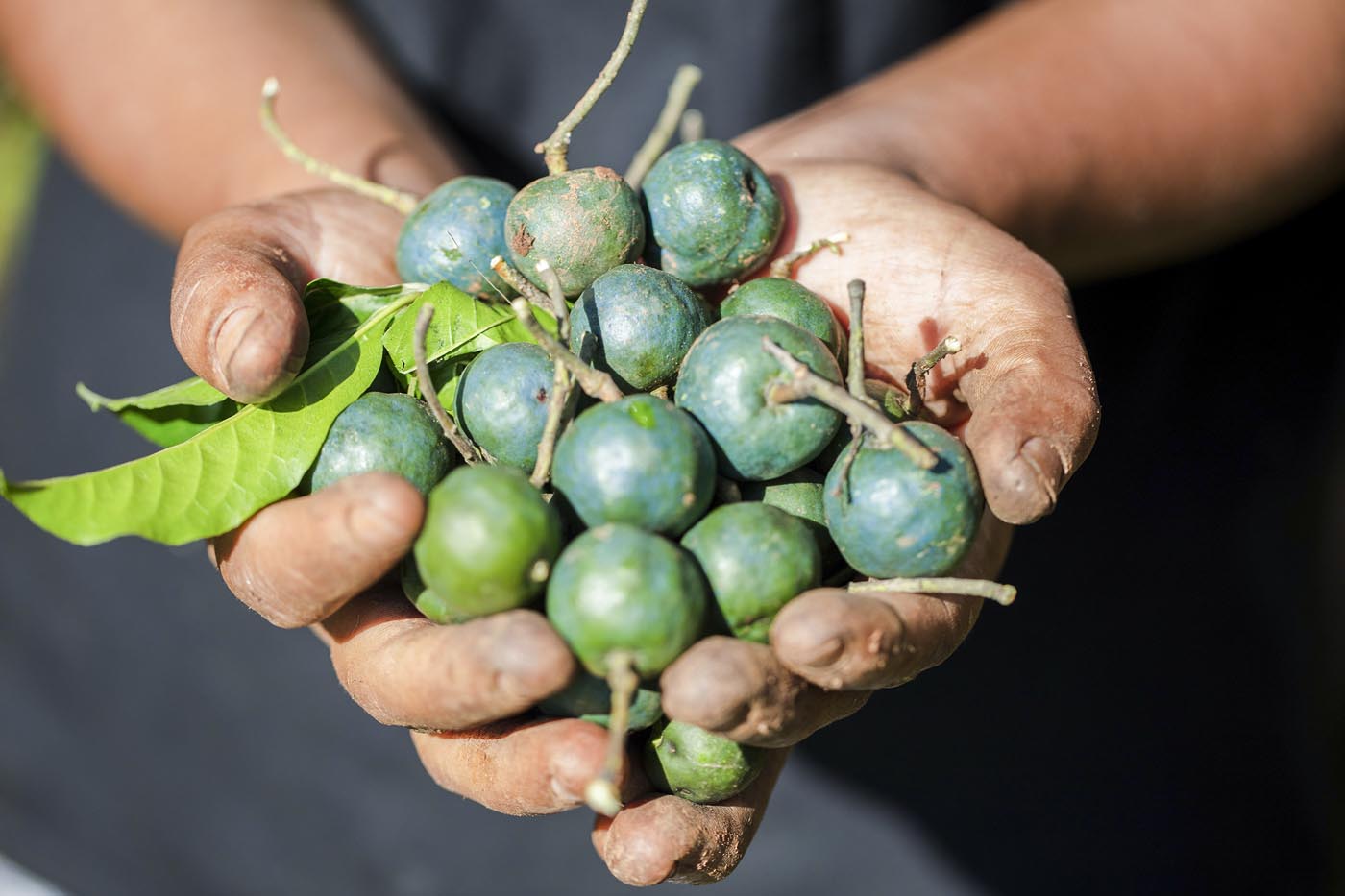 Rudraksha farming becomes major income source for Bhojpur farmers