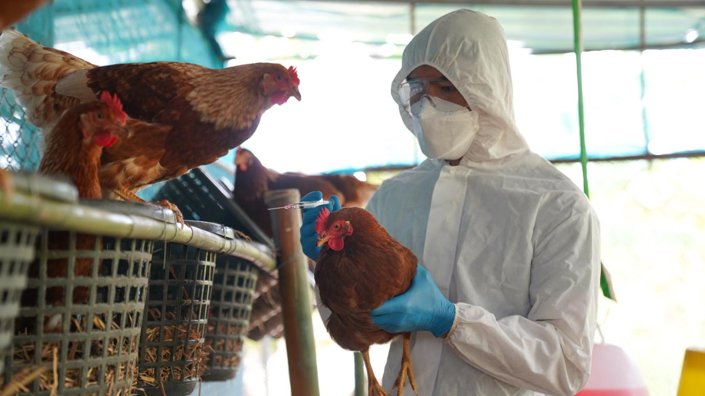 Bird flu hits Sunsari farms: Thousands of chickens & eggs destroyed