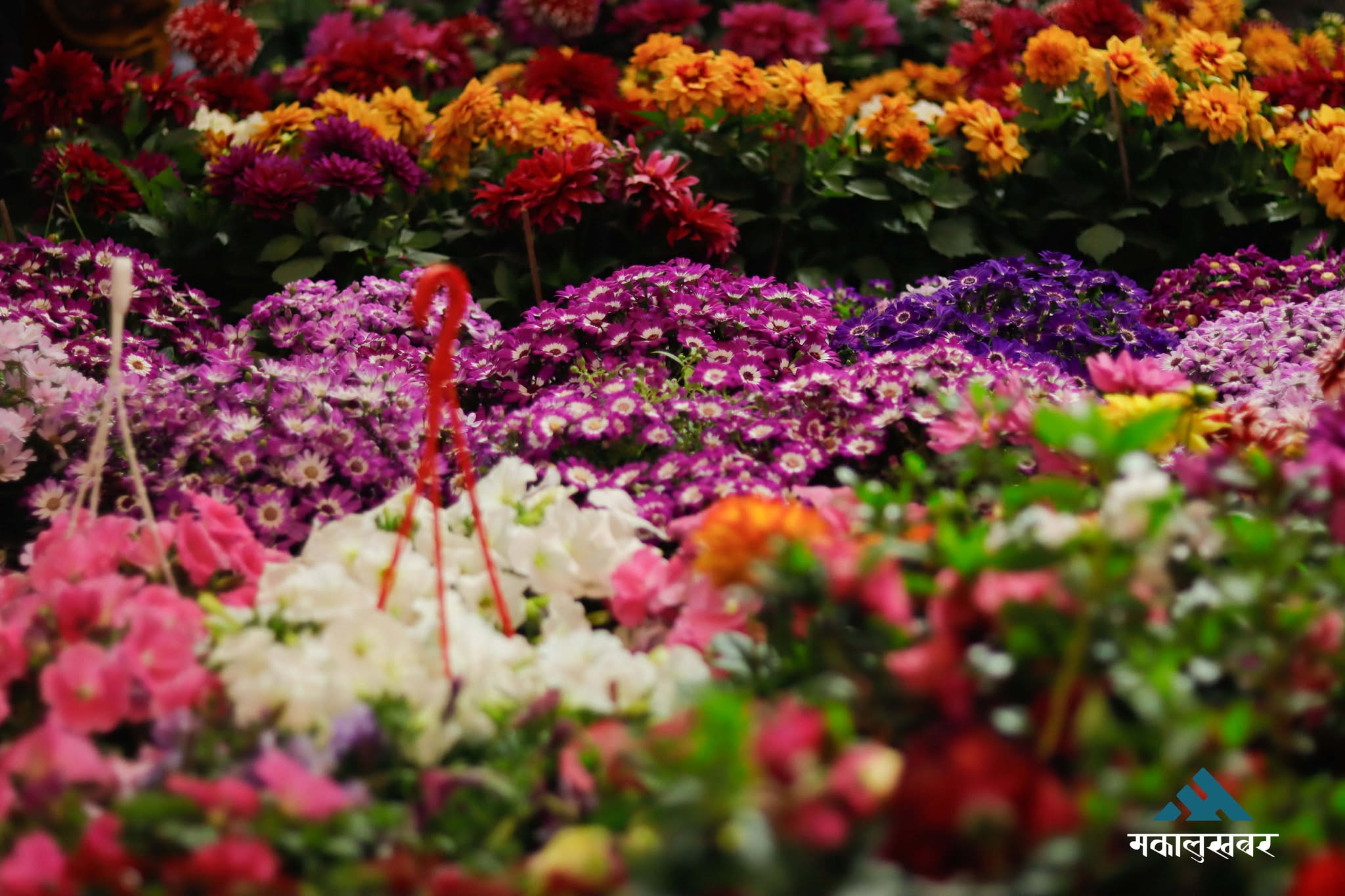 Flora Expo concludes