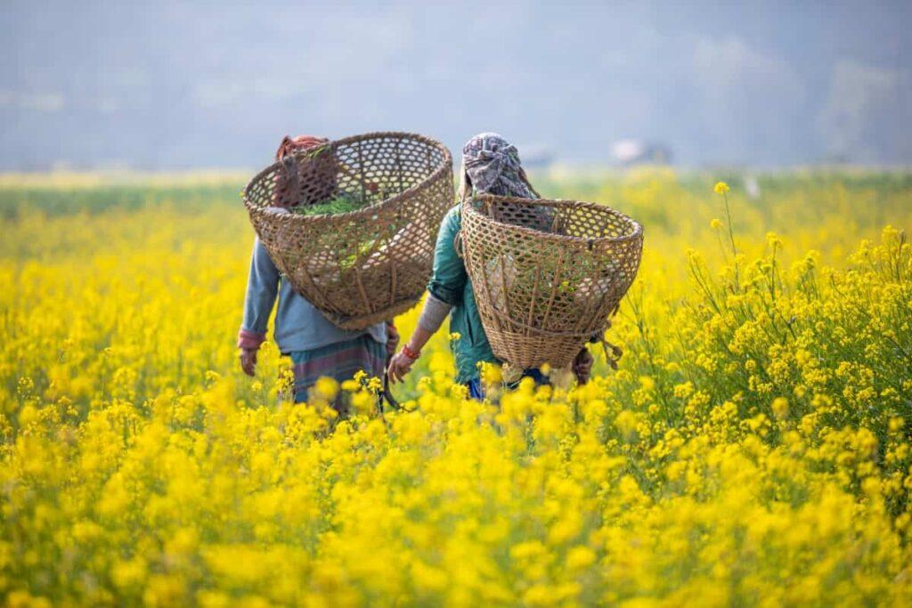 Mustard production on the decline in Chitwan