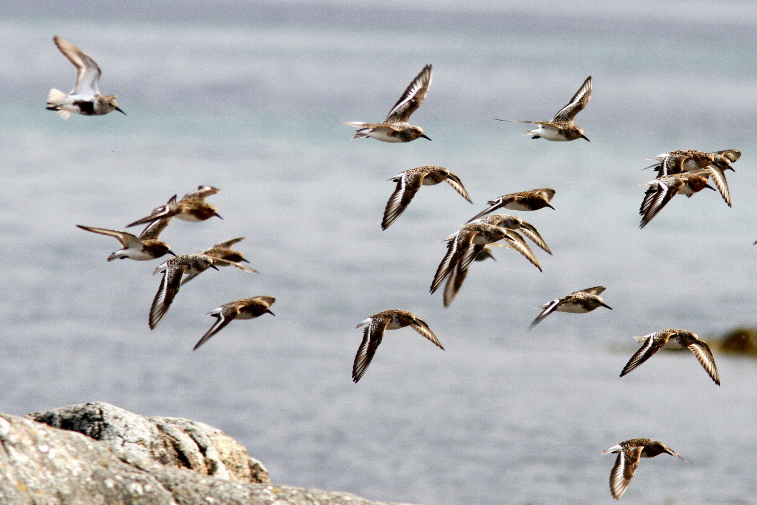 Can nations save the shorebird that flies 30,000 km a year?