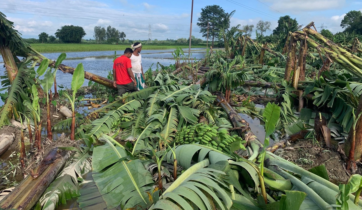 Hailstorm destroys bananas, 16 lakh loss