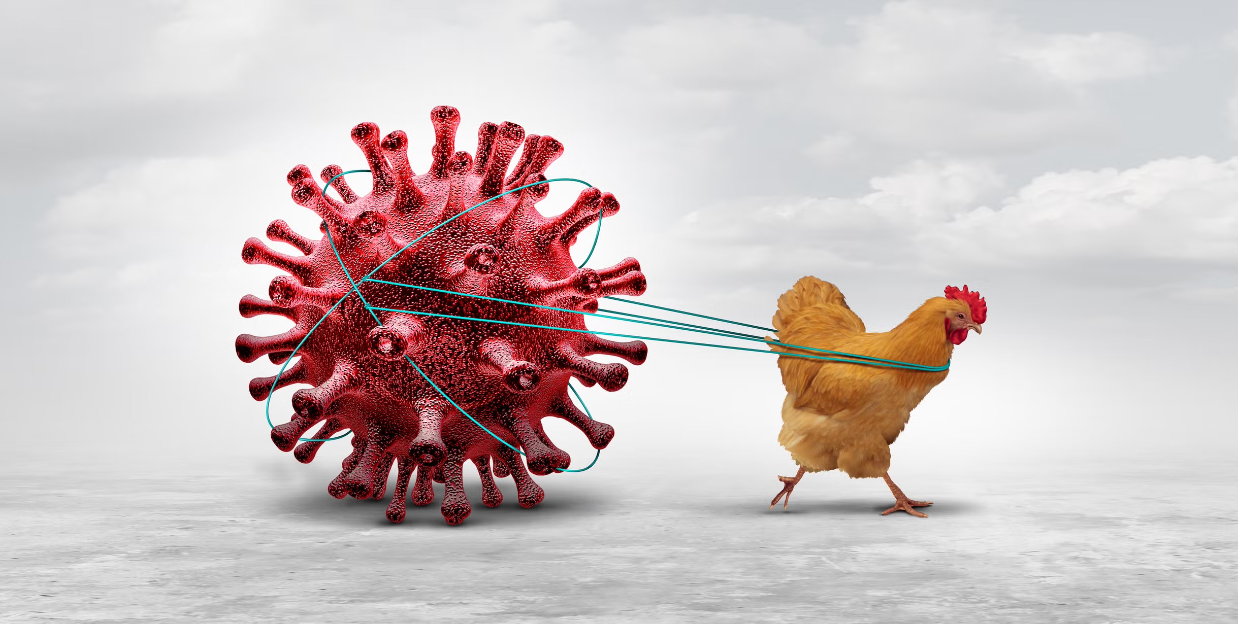 Bird flu outbreak in Sunsari causes massive poultry loss, over 145,000 birds culled