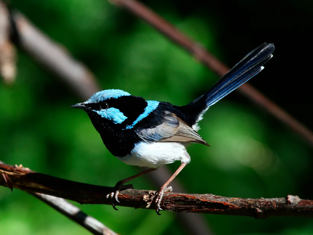 Australian Bird of the Year faces extinction in 30 years from climate change, study warns