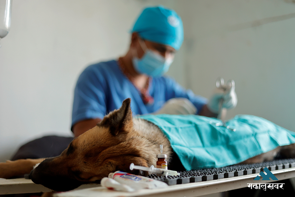 Gokarneshwar launches stray dog sterilization drive to reduce risks (photos)
