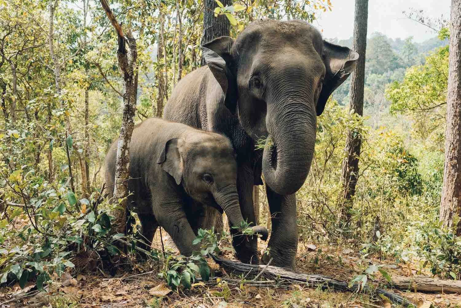 Wild elephants enter Jhapa as electric fence falls into disrepair