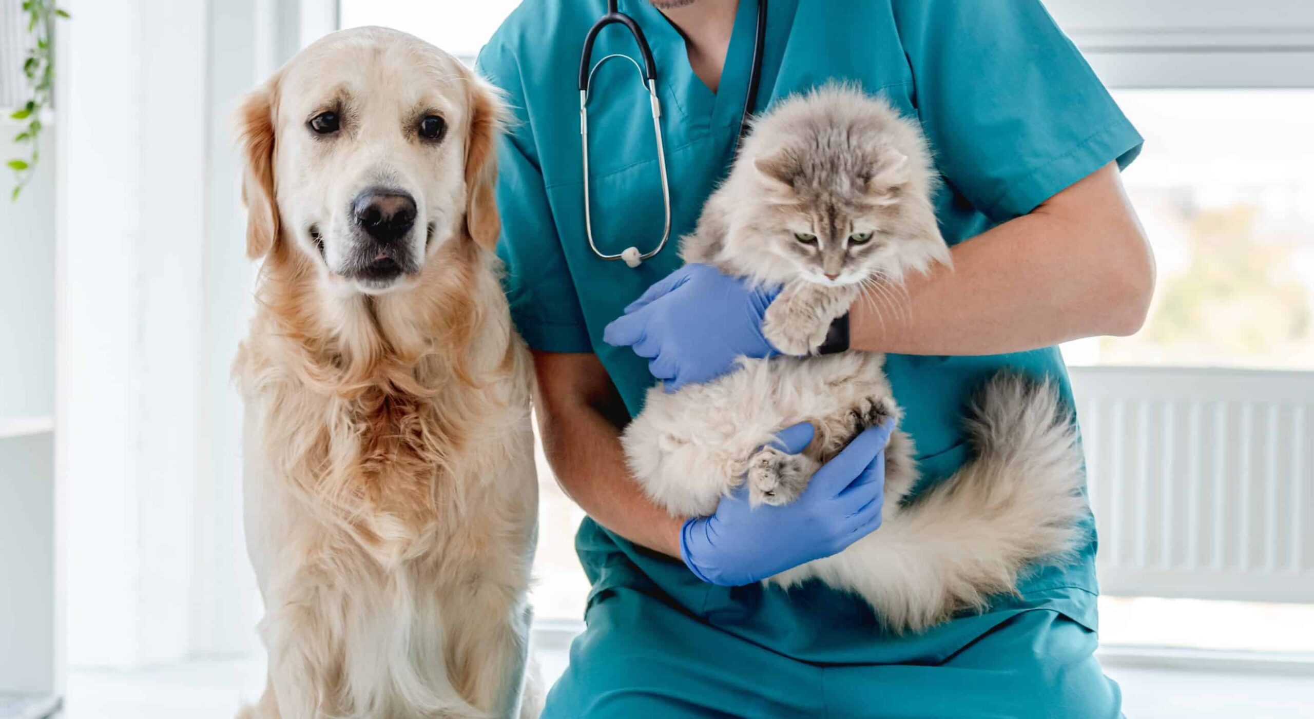 272 dogs, 2 cats sterilized in Kalika Municipality