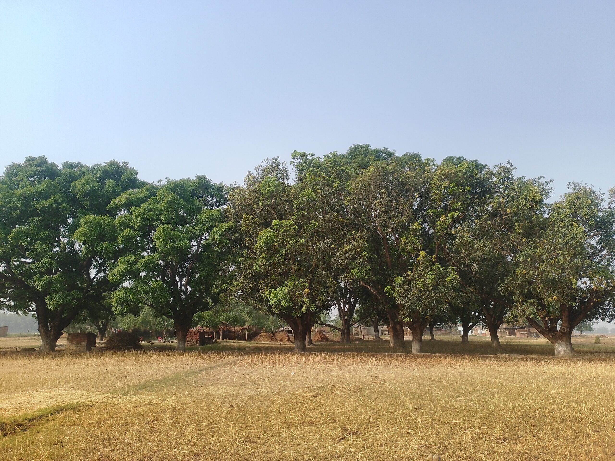 Destructive fungal infection likely to decline mango production in Banke