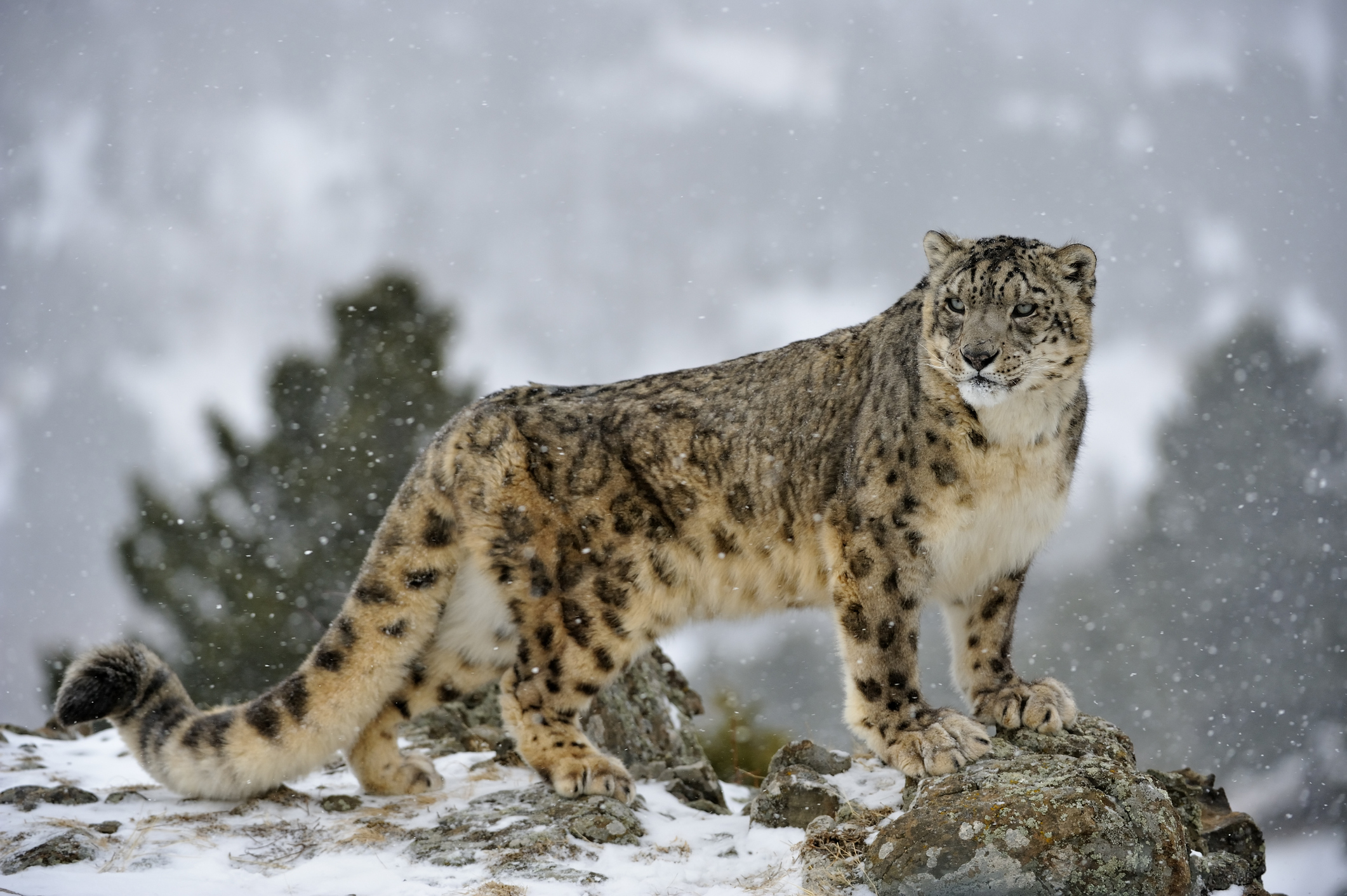 Snow leopard kills 21 livestock in Upper Mustang