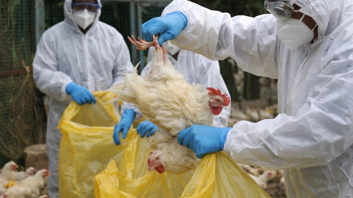 Bird-flu detected at 23 places in a month