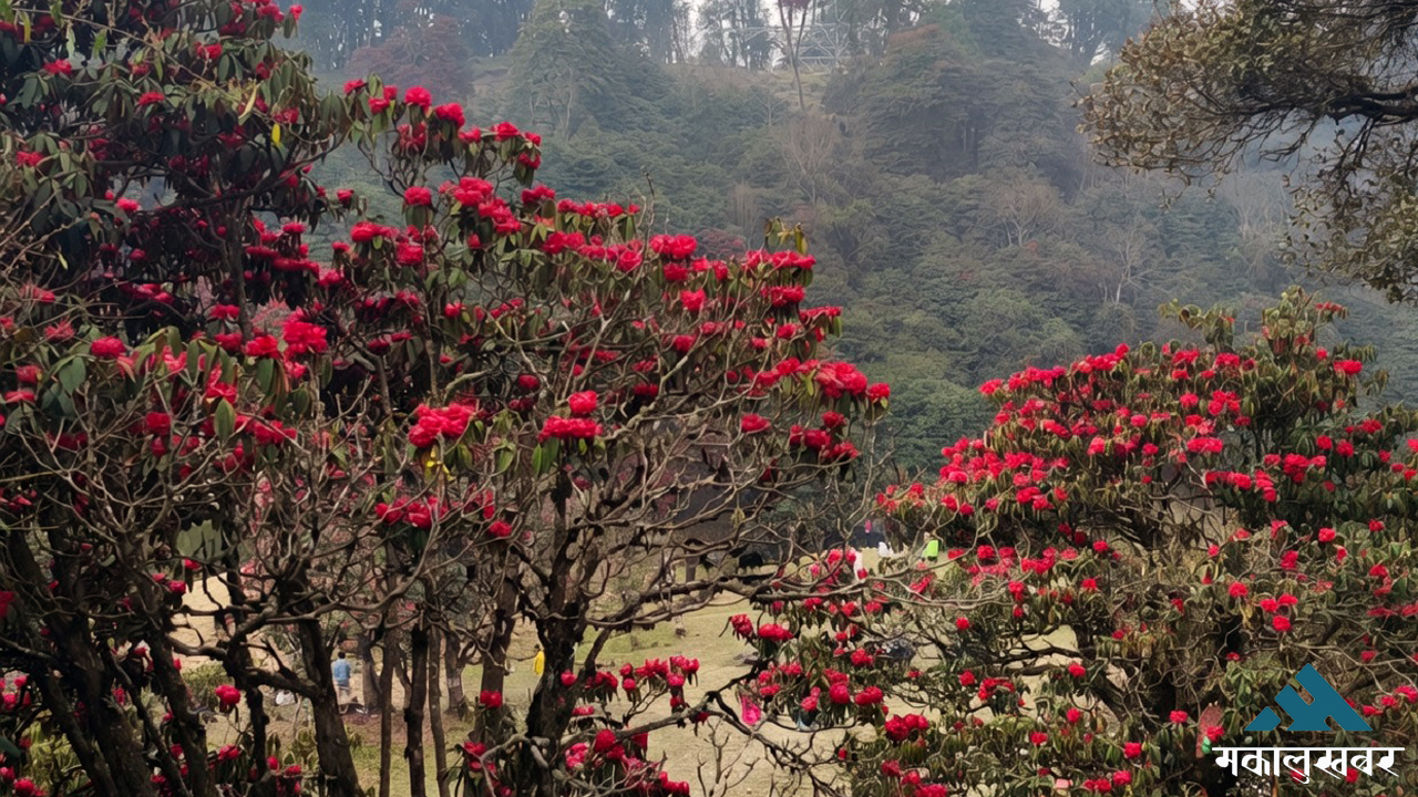Tourist influx peaks in Rhododendron capital as bloom season dazzles visitors (photos)