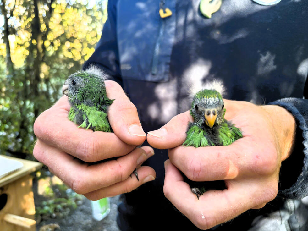 Love birds: Twice-extinct parakeet gets lifeline from randy pair