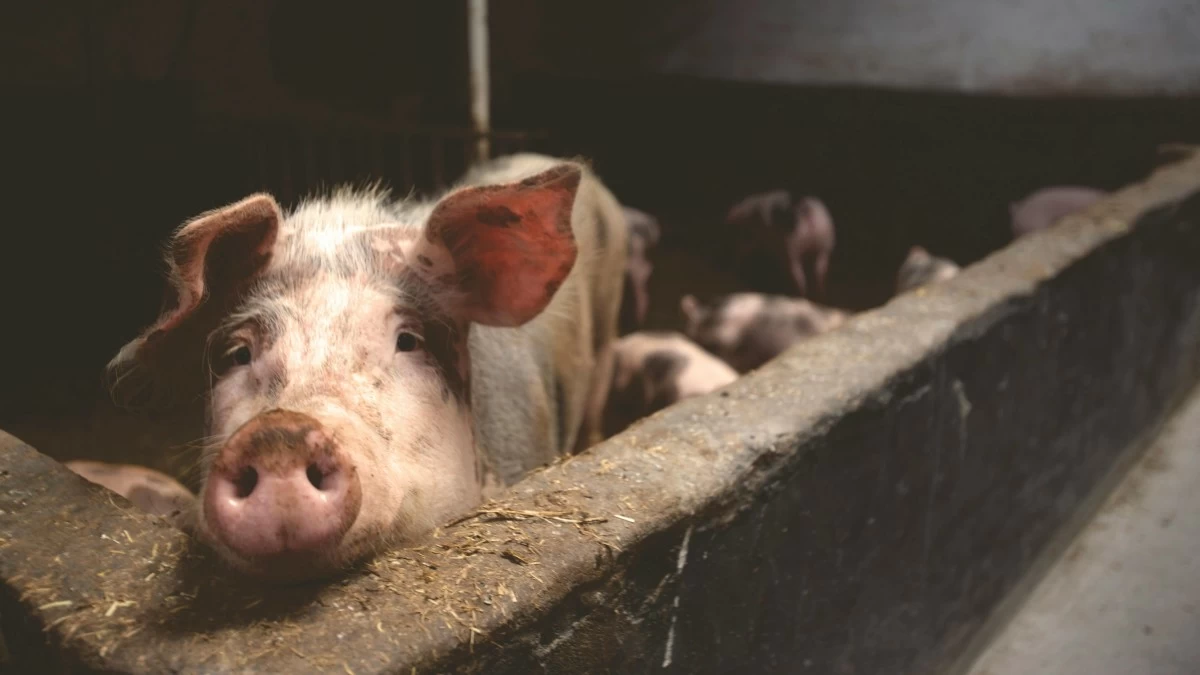 Philippines bans animal imports from Greece over foot-and-mouth disease
