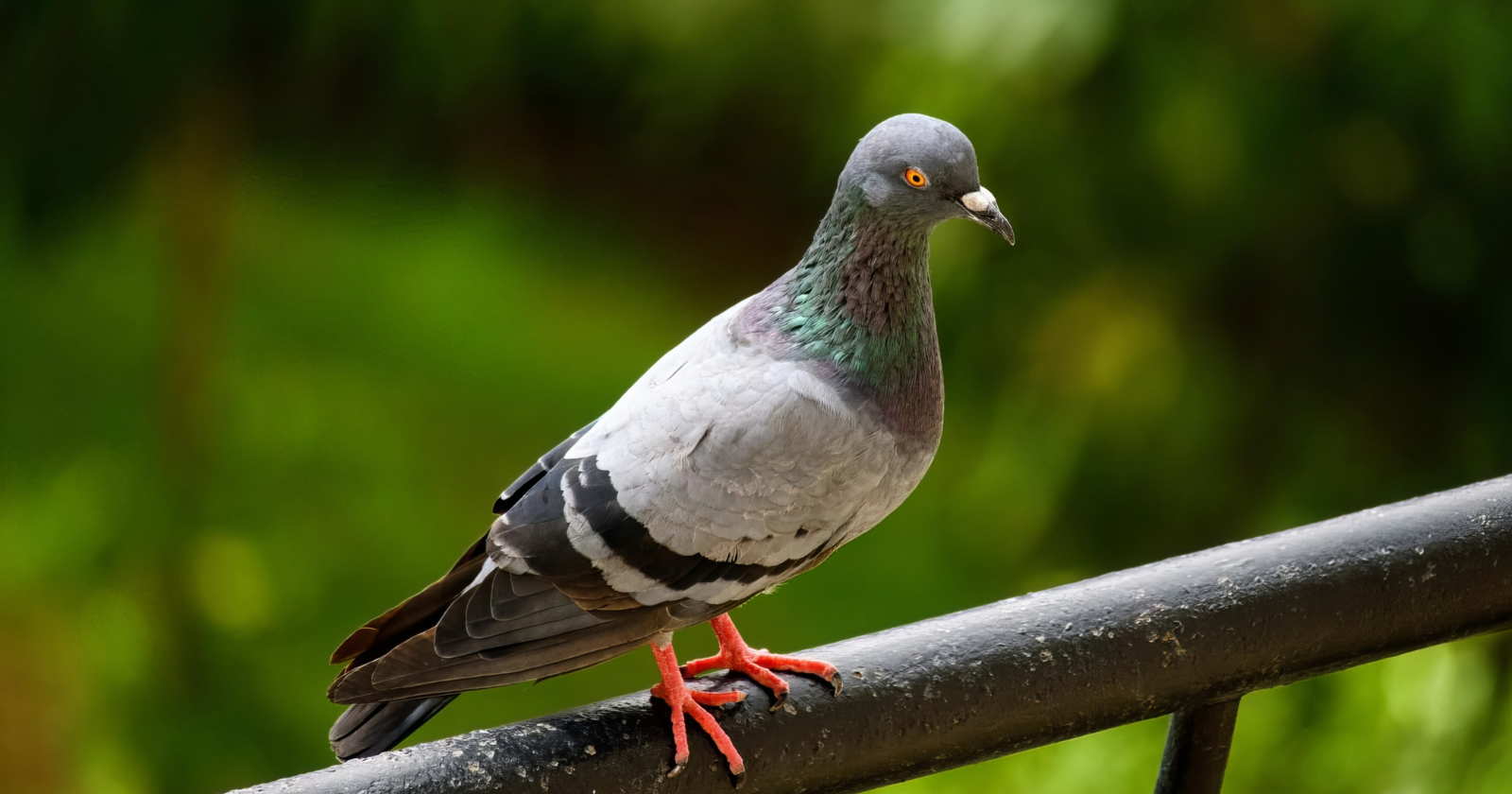 Pigeons may be navigating with their liver, study suggests