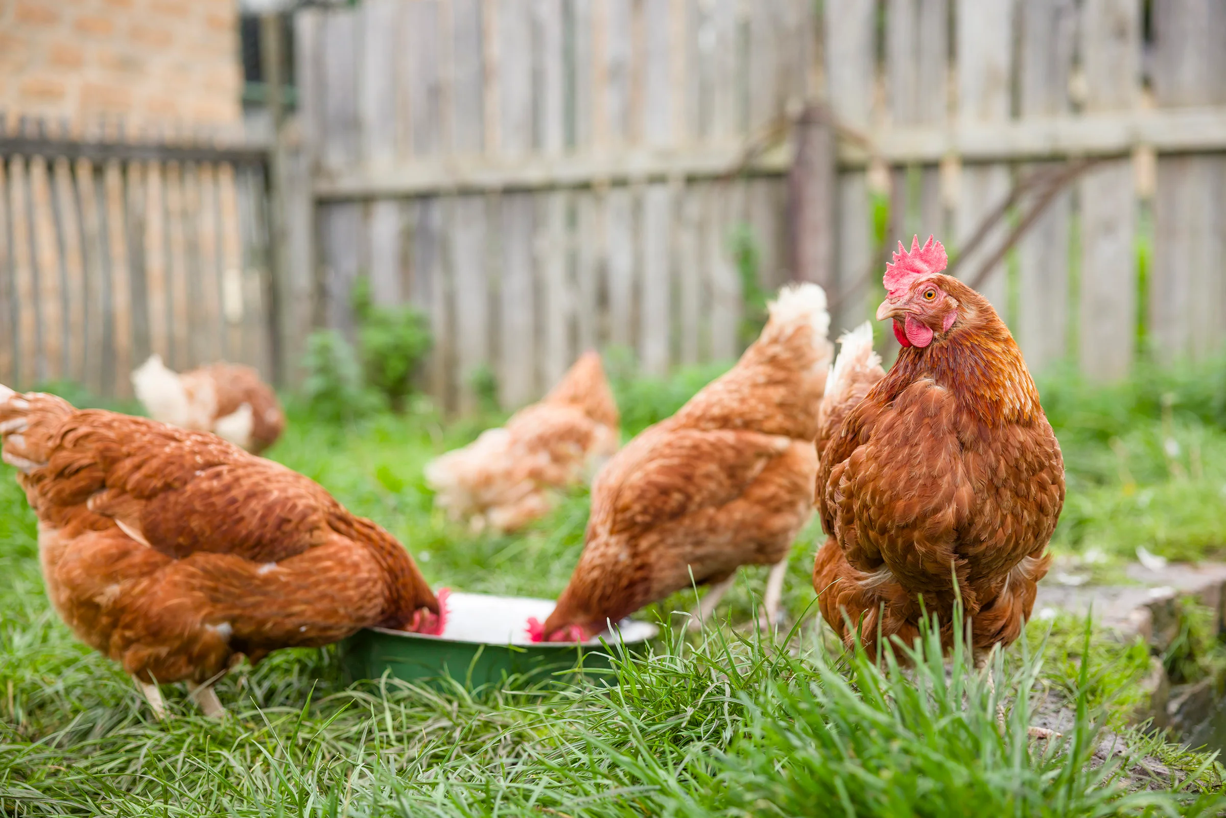 Bird flu outbreak confirmed in Gokarneshwar; high alert issued in Kathmandu