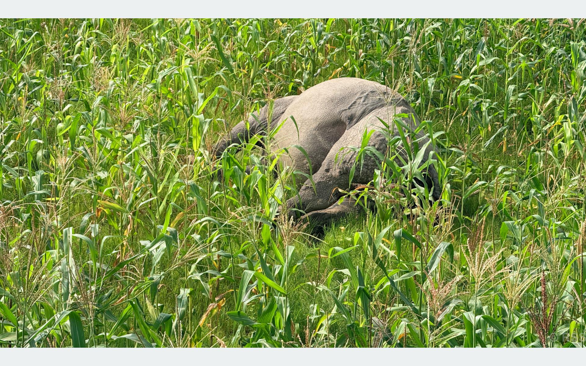 Adult rhino found dead in Kawasoti, probe underway