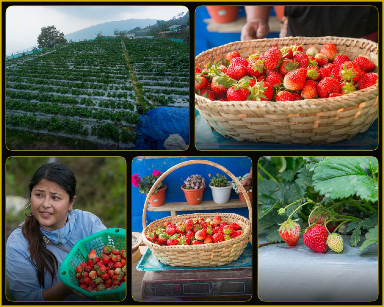 Kakani turns red: Strawberry fields boost tourism & farmers’ income (photos)