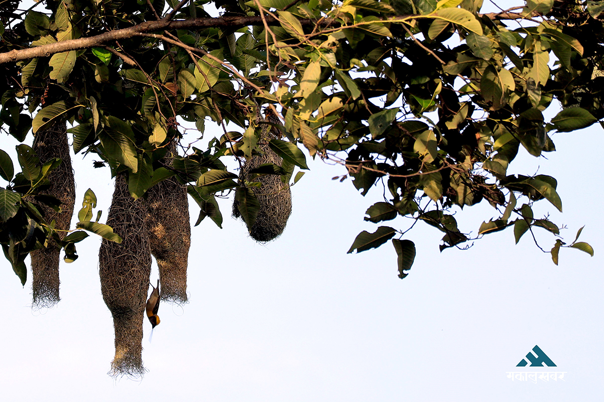 Baya Weaver: Nature’s master engineer of artistic hanging nests (photos)