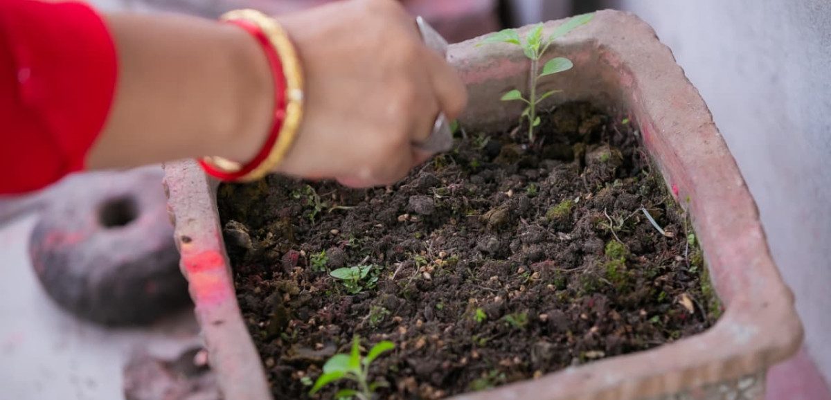 Devotees observe Nirjala Ekadashi by sowing basil seeds nationwide (photos)