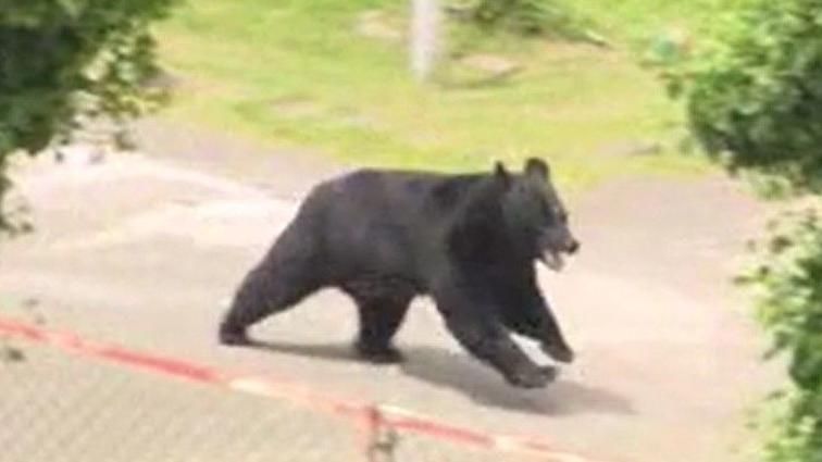 Japan city relieved as bear caught after roaming streets for days