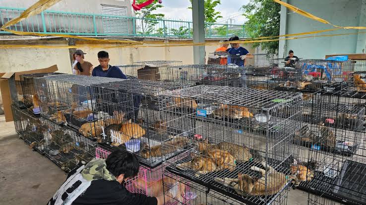 Police rescue hundreds of cats from being eaten in Vietnam with bust of major animal theft ring