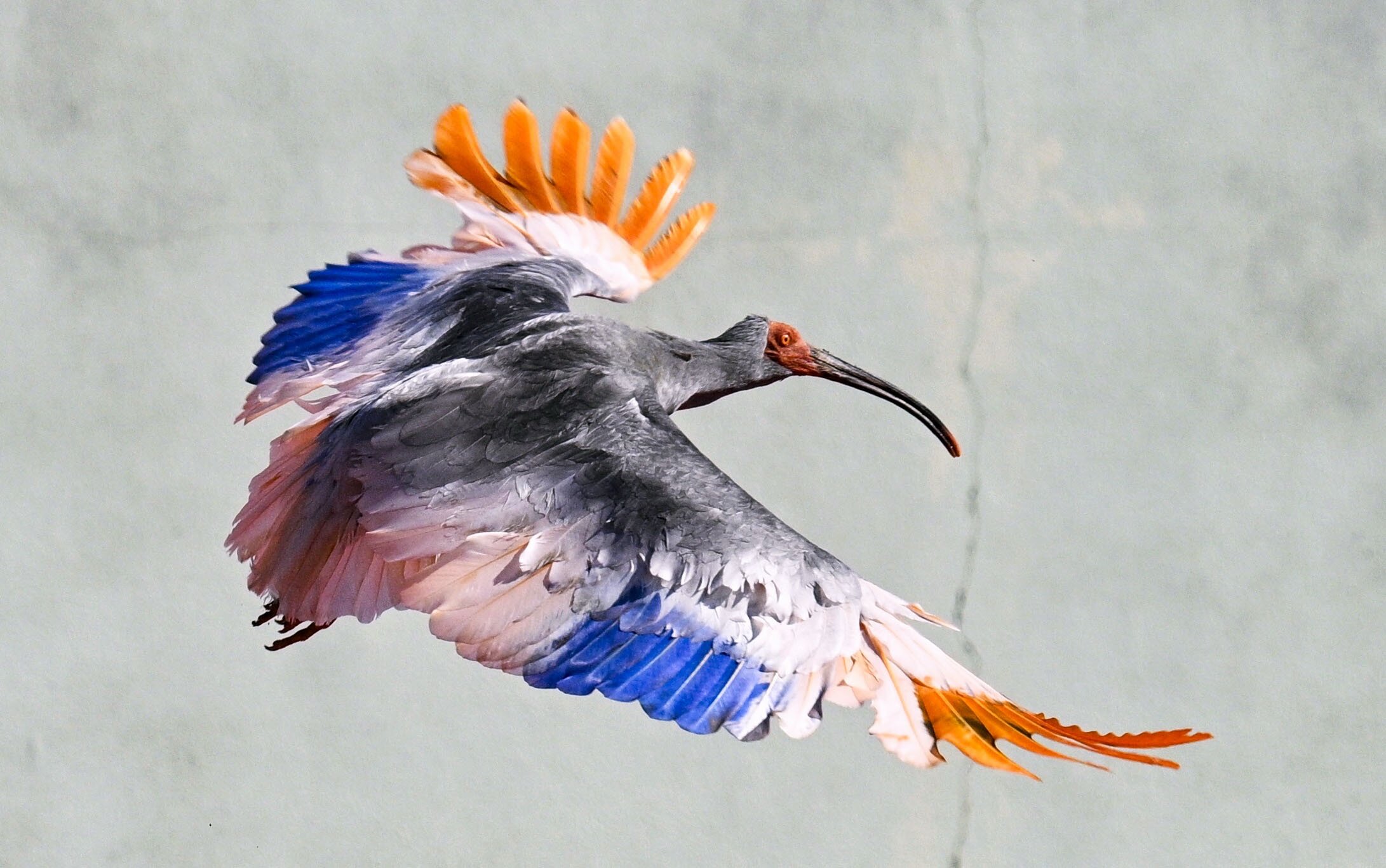 8 crested ibises released in Japan decades after extinction