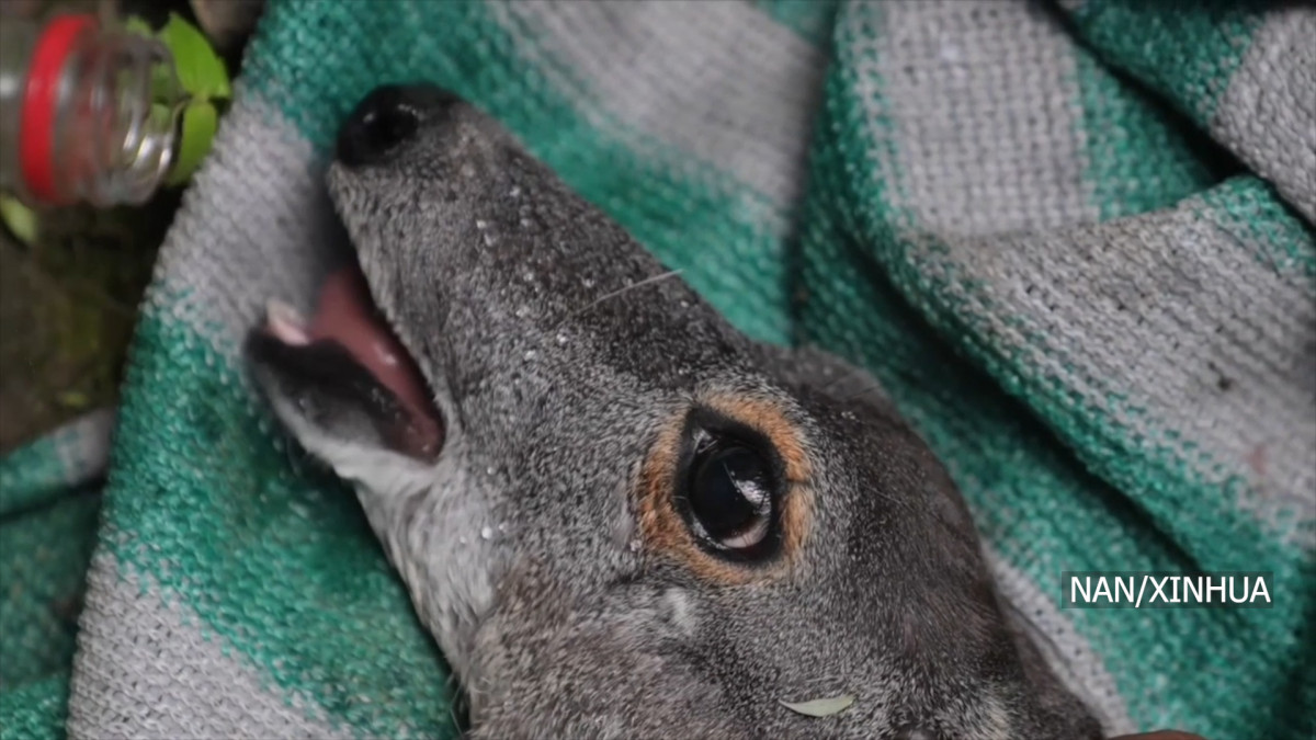 Rare musk deer rescued from ancient wall in Tibet’s Shannan City