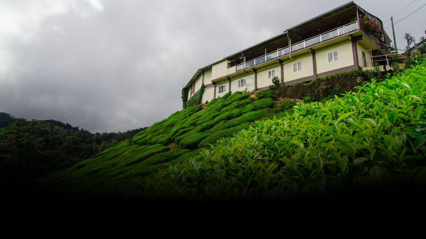 Tea Industry announces shutdown over export crisis
