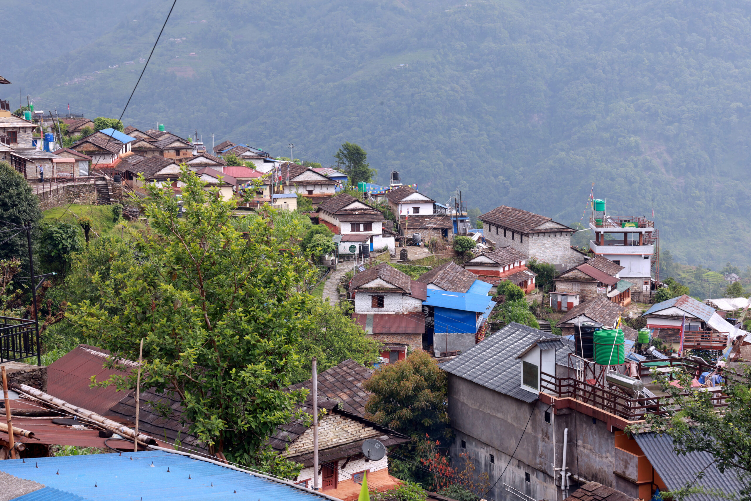 Lwang village: Where tea gardens meet snow peaks (photos)