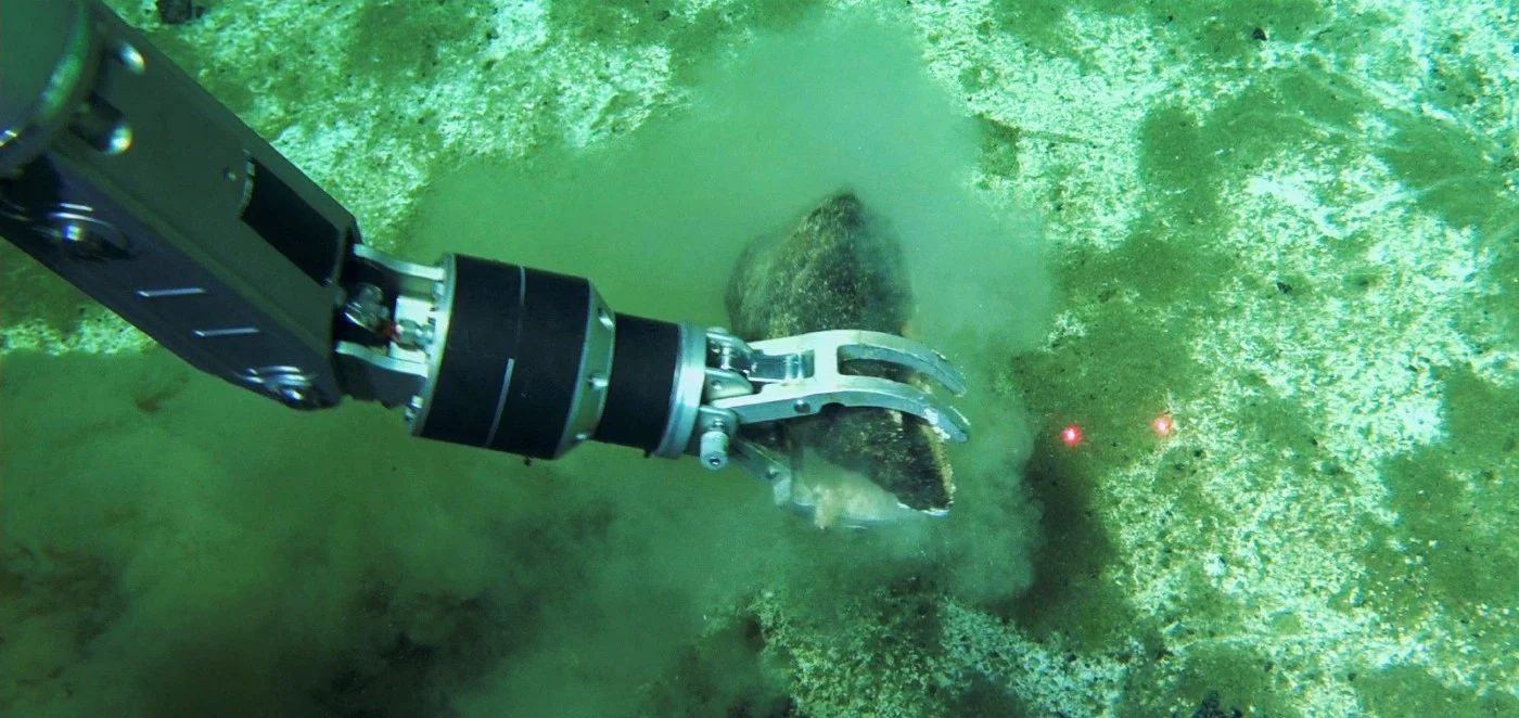 An ancient whale graveyard in the Indian Ocean teems with life