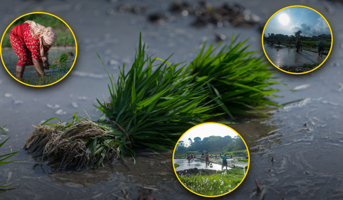 Sundarijal: Where farmers turn mud into life & tears into harvest (photos)