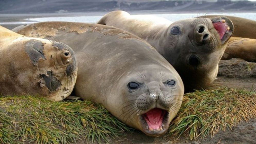 Bird flu kills 13,000 seal pups on remote Australian island