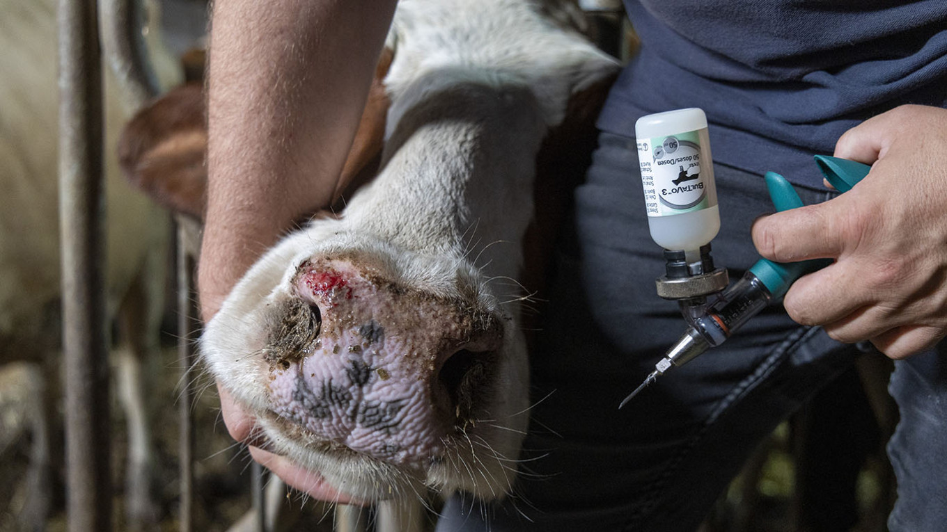 Over 1,200 animals culled in western Mongolia due to foot-and-mouth disease