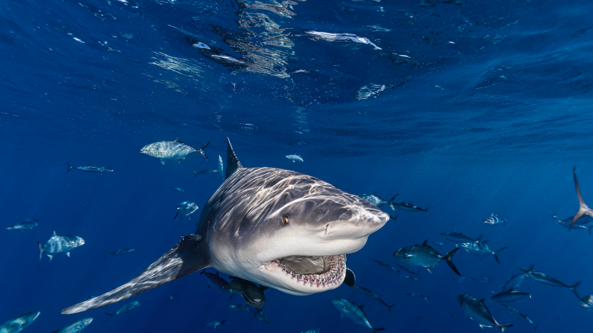 Woman in critical condition after shark attack at beach in Sydney’s east
