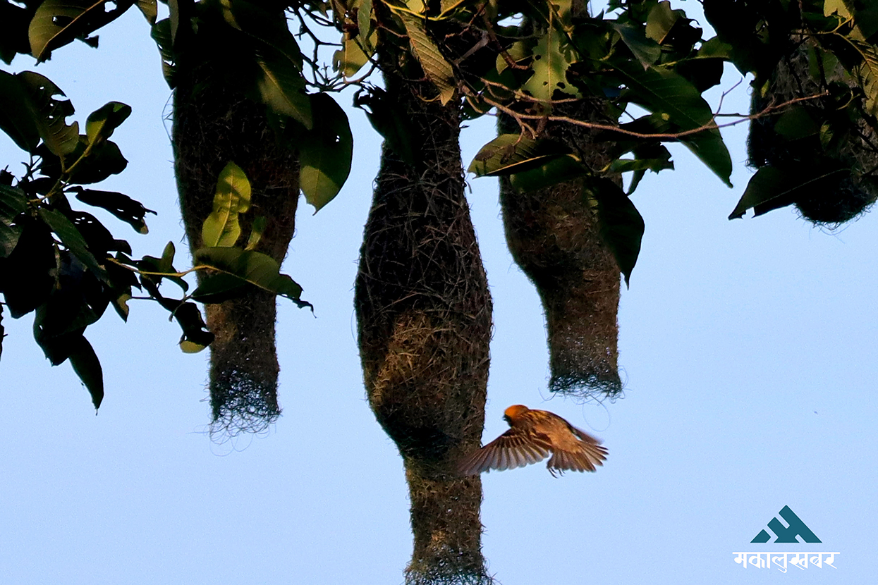 Golden Weaver bird census begins in Shuklaphanta National Park