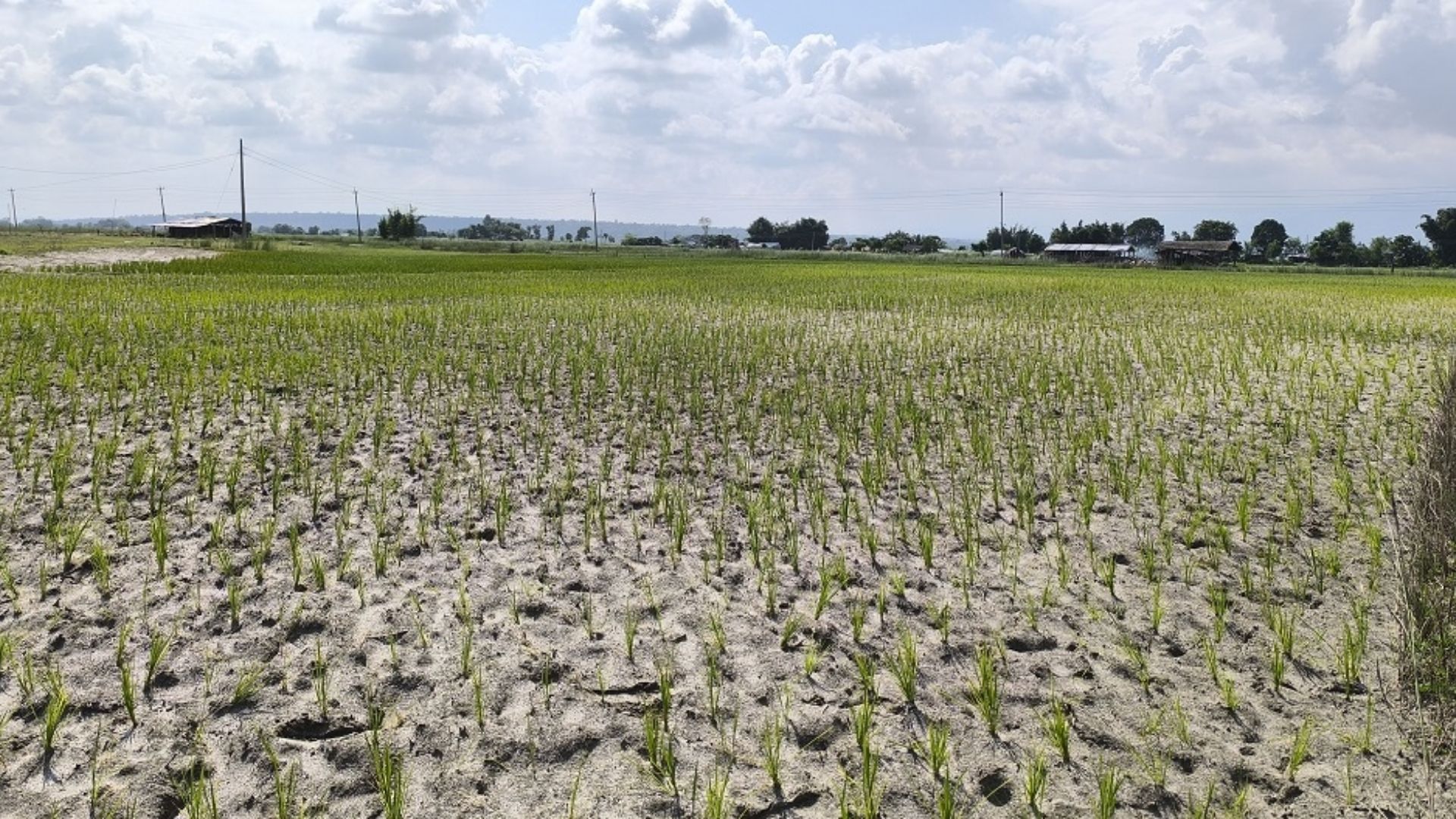 Wheat production falls in Madhesh Province