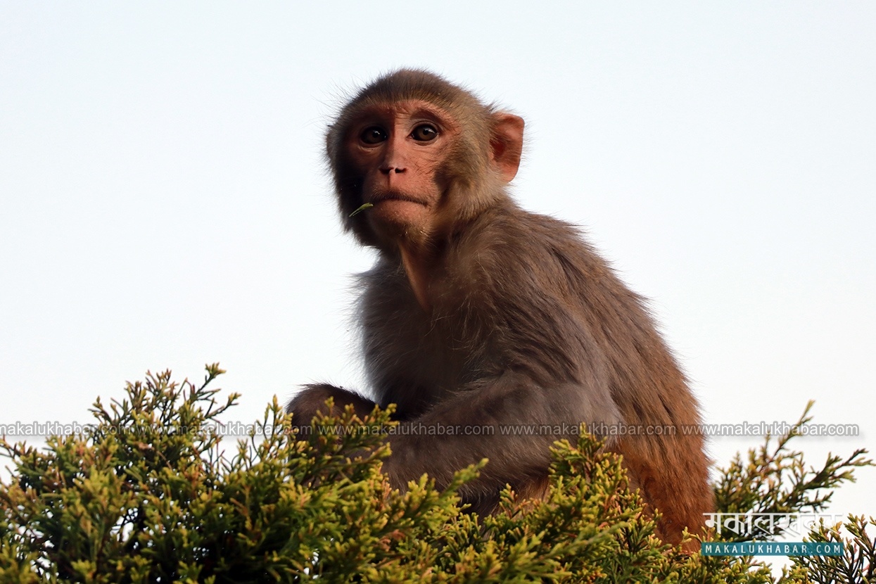Pauwadungma to sterilize monkeys