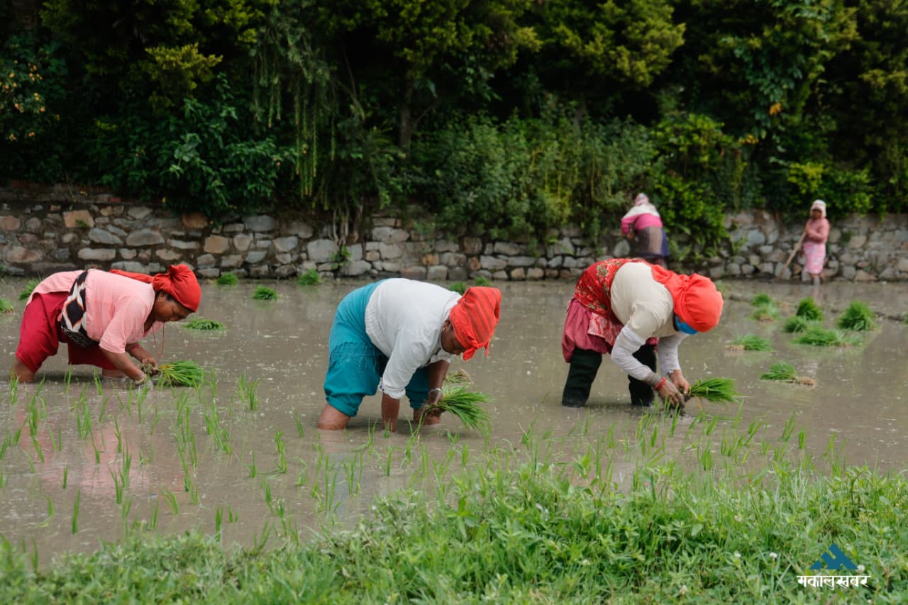 Farmers rush early rice transplantation (photos)